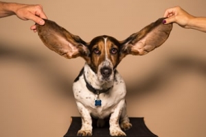 Networking Listening