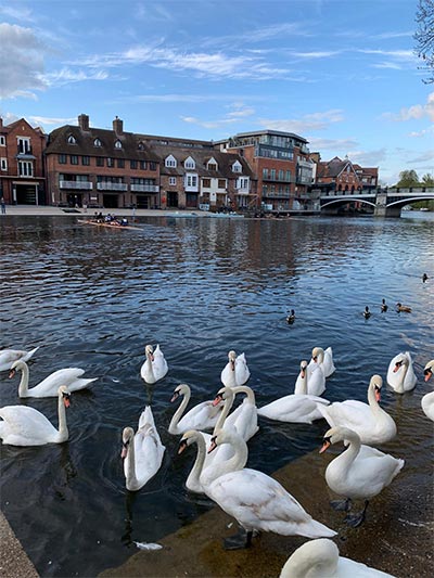 Swans